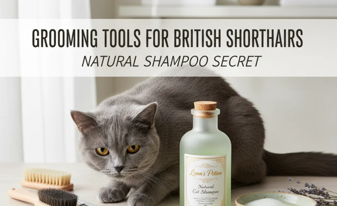Grooming Tools for British Shorthairs
