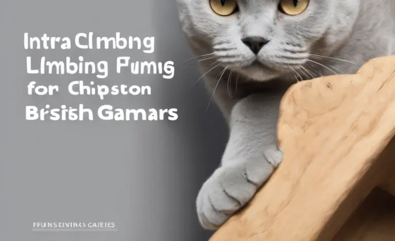 Indoor Climbing Games for British Shorthairs: Fun!