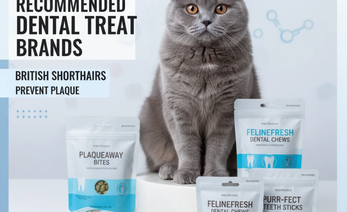 Recommended Dental Treat Brands for British Shorthairs