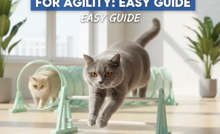 Training British Shorthairs for Agility: Easy Guide