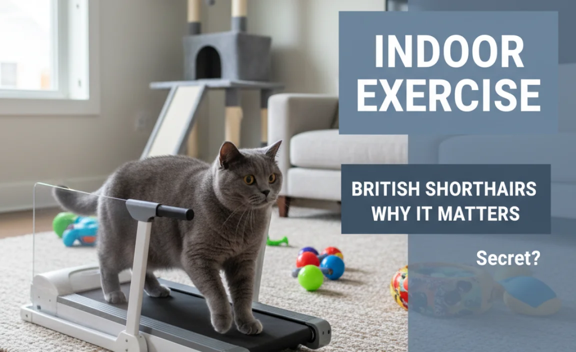 Why Indoor Exercise Matters for British Shorthairs